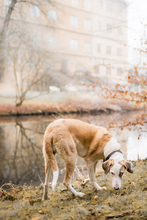 ALINA, Hund, Galgo Español-Mix in Velpke - Bild 9