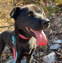 HOLLY, Hund, Labrador-Mix in Korea (Südkorea) - Bild 3