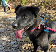 HOLLY, Hund, Labrador-Mix in Korea (Südkorea) - Bild 6