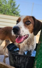 TRIANA, Hund, Epagneul Breton-Beagle-Mix in Spanien - Bild 1