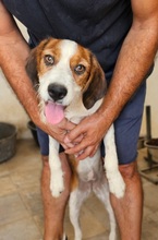 TRIANA, Hund, Epagneul Breton-Beagle-Mix in Spanien - Bild 2