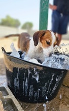 TRIANA, Hund, Epagneul Breton-Beagle-Mix in Spanien - Bild 3