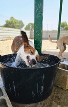 TRIANA, Hund, Epagneul Breton-Beagle-Mix in Spanien - Bild 4