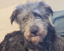 YLVI, Hund, Bouvier des Ardennes-Mix in Lübbecke - Bild 1