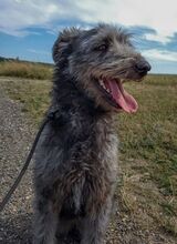 YLVI, Hund, Bouvier des Ardennes-Mix in Lübbecke - Bild 3