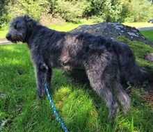 YLVI, Hund, Bouvier des Ardennes-Mix in Lübbecke - Bild 5