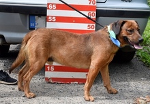 IVANY99, Hund, Mischlingshund in Slowakische Republik - Bild 2