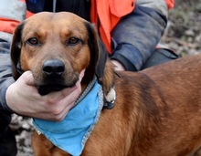 IVANY99, Hund, Mischlingshund in Slowakische Republik - Bild 9