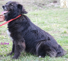 ELENA, Hund, Mischlingshund in Bosnien und Herzegowina - Bild 3