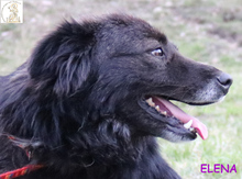 ELENA, Hund, Mischlingshund in Bosnien und Herzegowina - Bild 5