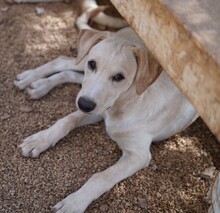 PARIDE, Hund, Mischlingshund in Italien - Bild 1