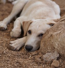 PARIDE, Hund, Mischlingshund in Italien - Bild 2