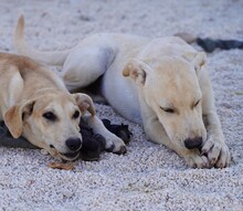 PARIDE, Hund, Mischlingshund in Italien - Bild 3