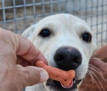 PARIDE, Hund, Mischlingshund in Italien - Bild 5