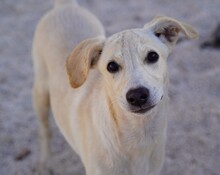 PATTY, Hund, Mischlingshund in Italien - Bild 1