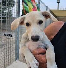 PATTY, Hund, Mischlingshund in Italien - Bild 10