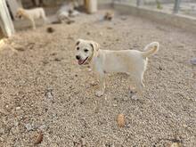 PATTY, Hund, Mischlingshund in Italien - Bild 18