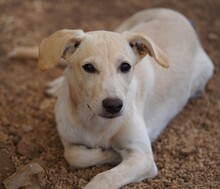 PATTY, Hund, Mischlingshund in Italien - Bild 2