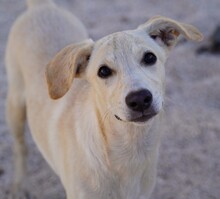 PATTY, Hund, Mischlingshund in Italien - Bild 3