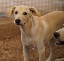 PATTY, Hund, Mischlingshund in Italien - Bild 4