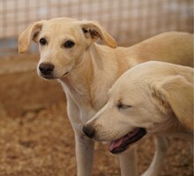 PATTY, Hund, Mischlingshund in Italien - Bild 5