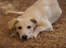 PATTY, Hund, Mischlingshund in Italien - Bild 6