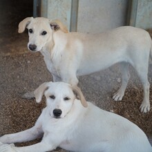 PATTY, Hund, Mischlingshund in Italien - Bild 9