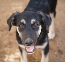 PENELOPE, Hund, Mischlingshund in Italien - Bild 10