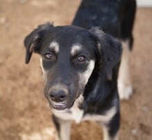 PENELOPE, Hund, Mischlingshund in Italien - Bild 11