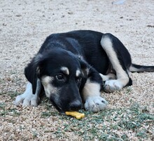 PENELOPE, Hund, Mischlingshund in Italien - Bild 15