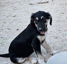 PENELOPE, Hund, Mischlingshund in Italien - Bild 17