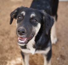 PENELOPE, Hund, Mischlingshund in Italien - Bild 2