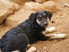 PENELOPE, Hund, Mischlingshund in Italien - Bild 3