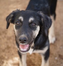 PENELOPE, Hund, Mischlingshund in Italien - Bild 6