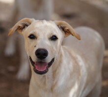 PEDRO, Hund, Mischlingshund in Italien - Bild 1