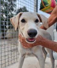 PEDRO, Hund, Mischlingshund in Italien - Bild 10