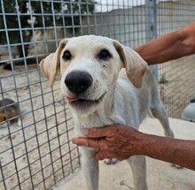 PEDRO, Hund, Mischlingshund in Italien - Bild 11