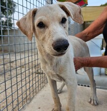 PEDRO, Hund, Mischlingshund in Italien - Bild 12