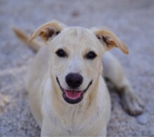 PEDRO, Hund, Mischlingshund in Italien - Bild 2