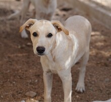 PEDRO, Hund, Mischlingshund in Italien - Bild 3