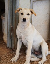 PEDRO, Hund, Mischlingshund in Italien - Bild 4