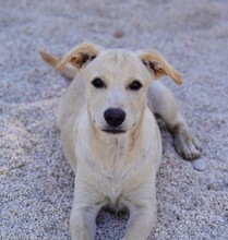 PEDRO, Hund, Mischlingshund in Italien - Bild 9