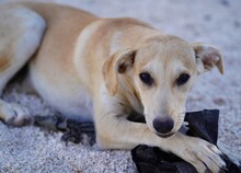 POLLY, Hund, Mischlingshund in Italien - Bild 1