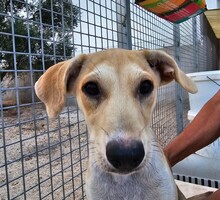 POLLY, Hund, Mischlingshund in Italien - Bild 10