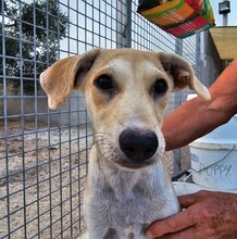 POLLY, Hund, Mischlingshund in Italien - Bild 13