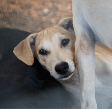 POLLY, Hund, Mischlingshund in Italien - Bild 2