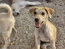 POLLY, Hund, Mischlingshund in Italien - Bild 20