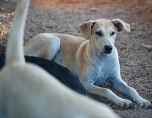 POLLY, Hund, Mischlingshund in Italien - Bild 4