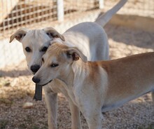 POLLY, Hund, Mischlingshund in Italien - Bild 5