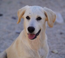 PRINCE, Hund, Mischlingshund in Italien - Bild 1